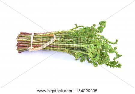 Top view of Selaginella tamariscina (P. Beauv.) Spring