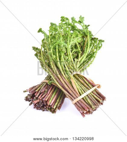 Top view of Selaginella tamariscina (P. Beauv.) Spring