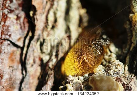 The Yellow Drop Of Resin On A Tree