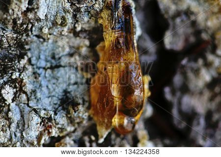 The Yellow Drop Of Resin On A Tree