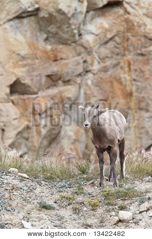 Owiec Bighorn, Ovis Canadensis