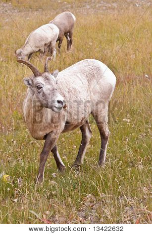 Dwóch owiec Bighorn, Ovis Canadensis