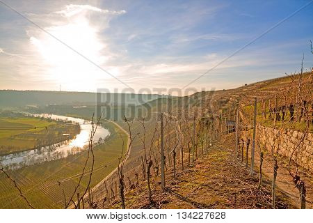 On the wine and fruit hiking trail (Wein- & Obstwanderweg Mundeslheim) in the vineyards near Hessigheim / Mundeslheim. View towards the vista 