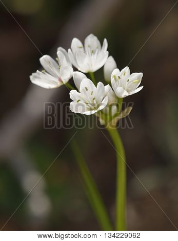 Naples Garlic - Allium neapolitanum
Wild Flower from Cyprus