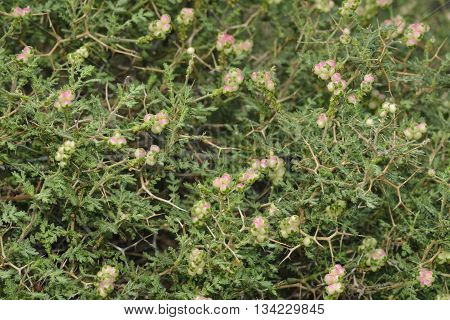 Spiny or Thorny Burnet - Sarcopoterium spinosum Mediterranean Shrub