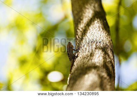Chameleon sunbathe in morning with blur nature background