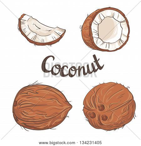 Coconut set - the whole nut,  a coco segment and pulp of a coco. Vector illustration.