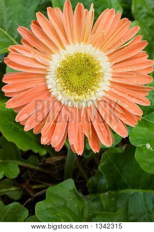 Turuncu Gerbera