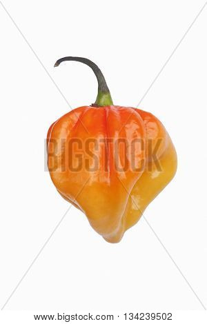 Habanero hot pepper (Capsicum chinense Habanero). Image of single orange pepper on white background