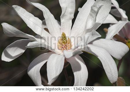 Star magnolia flower (Magnolia stellata). Another scientific name is Magnolia kobus var. stellata