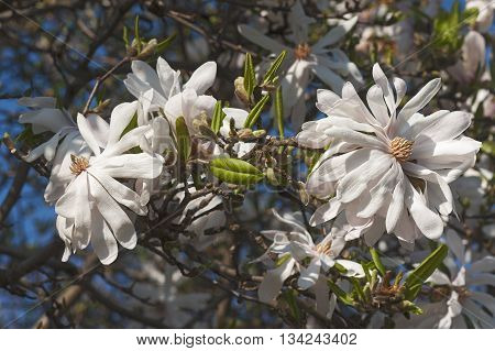Centennial star magnolia flowers (Magnolia stellata Centennial). Called Centennial Blush star magnolia also