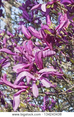 Girl hybrid magnolia Susan flowers (Magnolia x hybrid Susan). Hybrid between Magnolia liliflora Nigra and Magnolia stellata Rosea
