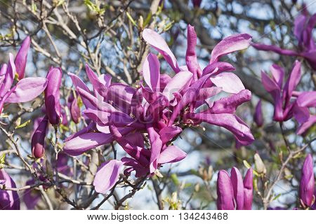 Girl hybrid magnolia Susan flowers (Magnolia x hybrid Susan). Hybrid between Magnolia liliflora Nigra and Magnolia stellata Rosea