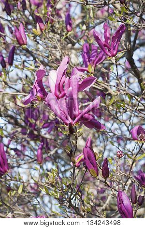 Girl hybrid magnolia Susan flowers (Magnolia x hybrid Susan). Hybrid between Magnolia liliflora Nigra and Magnolia stellata Rosea