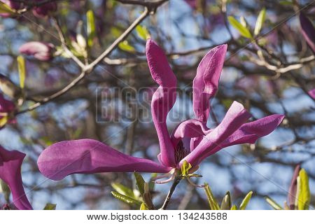 Girl hybrid magnolia Susan flower (Magnolia x hybrid Susan). Hybrid between Magnolia liliflora Nigra and Magnolia stellata Rosea