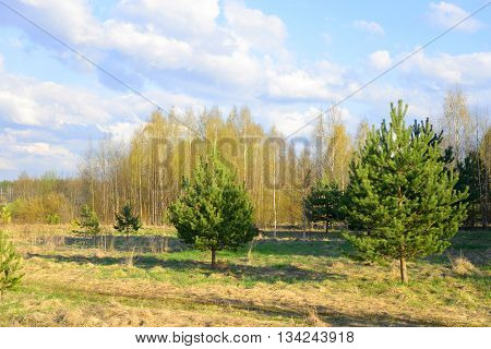 The photo of forest at spring sunny day.