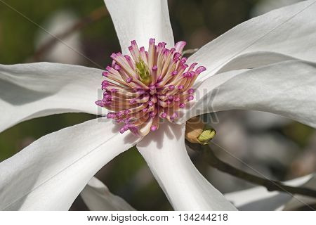 Lufer magnolia (Magnolia x kewensis Lufer). Close up image of flower
