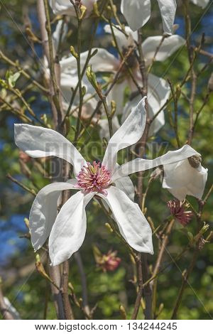 Lufer magnolia flowers (Magnolia x kewensis Lufer)