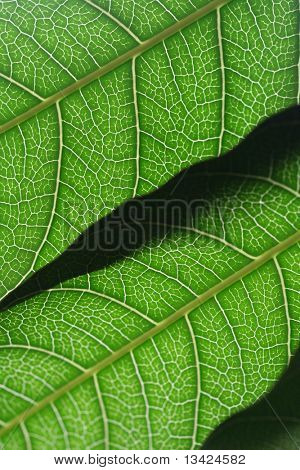 Leafs Detail - Natur Makro Shot - schönen Hintergrund