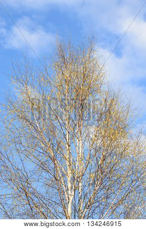 The photo of birch tree at sunny spring day.
