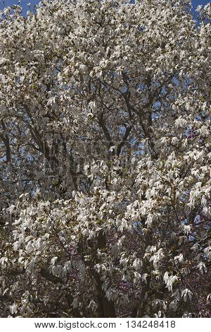 Wada's memory magnolia (Magnolia x kewensis Wada's Memory)