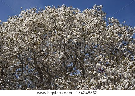 Wada's memory magnolia (Magnolia x kewensis Wada's Memory)