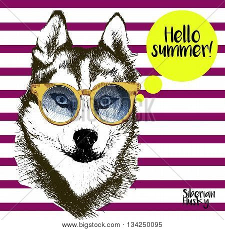 Vector close up portrait of siberian husky wearing the sunglassess. Bright hello summer husky portrait. Hand drawn domestic pet dog illustration. Isolated on background with lilac stripes.