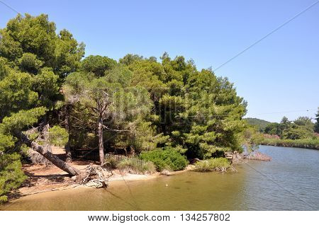 Skiathos landscape with trees, water and sky