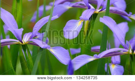 Iris on the flowerbed