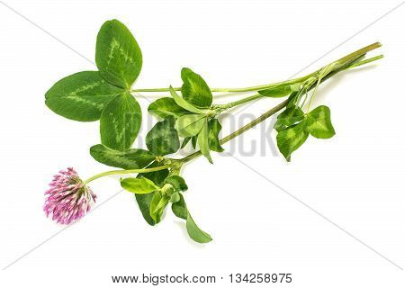 Medicinal plant Red clover (Trifolium pratense) on a white background. Used in herbal medicine cooking to animal feed honey plant