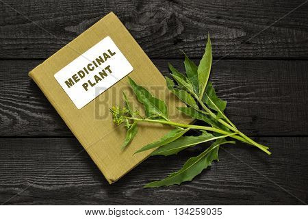 Medicinal plant Bunias orientalis (Turkish rocket hill mustard Turkish warty cabbage warty cabbage) and herbalist handbook. Used in herbal medicine cooking food for animals
