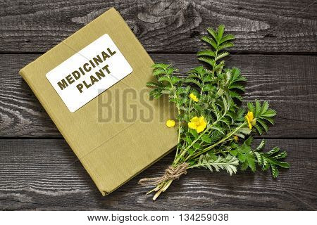 Medicinal plant Silverweed (Potentilla anserine or Argentina anserina) and herbalist handbook. Used in herbal medicine bee plant