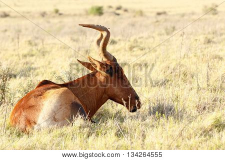 Still Sleeping - Red Harte-beest - Alcelaphus Buselaphus Caama