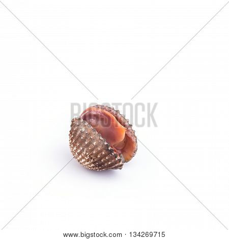 Raw Blood Cockle Isolated On White Background