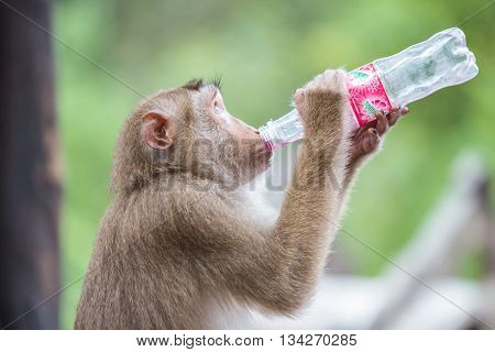 Phuket, Thailand - May 26 : A Monkey Holding And Drinking Softdrink In The Park At To Sae Hill In Ph