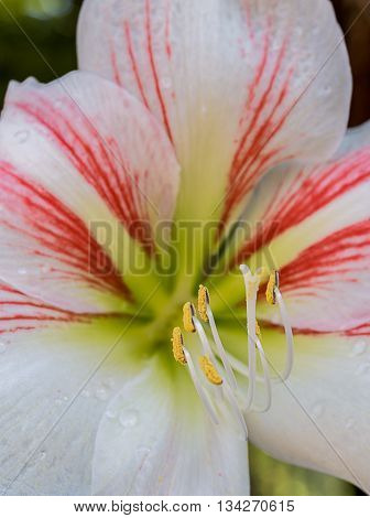 Beautiful Flowers Hippeastrum johnsonii Bury Se lect focus with shallow depth of field.