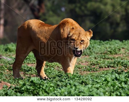 Lioness โกรธ