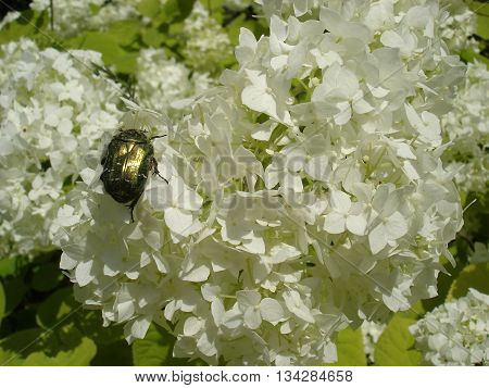 European cranberrybush 'Roseum' white flowers with green chafer beetle.