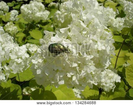 European cranberrybush 'Roseum' white flowers with green chafer beetle.