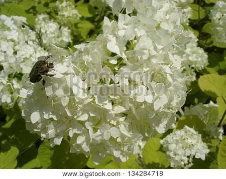 European cranberrybush 'Roseum' white flowers with green chafer beetle.