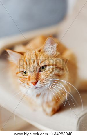 Close up portrait of cute ginger cat. Fluffy pet looks tired. Cozy home background.