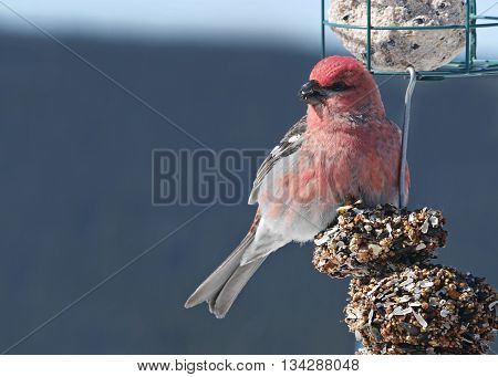 stock close-up image of beautiful red pine grosbeak on feeder