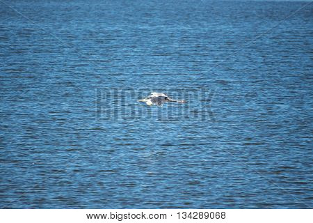 Crane in low flight over water, lake.