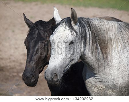 Portrait of black and white (grey) horses