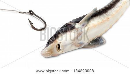 Dead Sterlet And Old Rusty Fish Hook