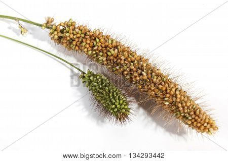 Close up Studio shot of two ears of red and green millet seed on white background