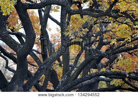 Abstract Background Of Branches Trunks And Leaves Of Autumn Oak