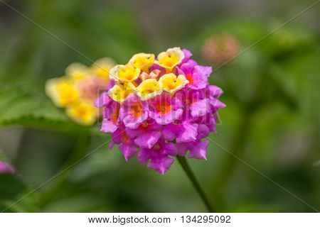 Summer flowers series beautiful Lantana camara. Geogria.