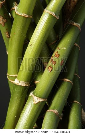 hastes de um bambu