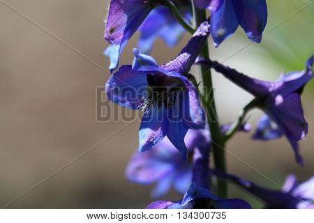 A flower of an alpine delphinium (Delphinium elatum).